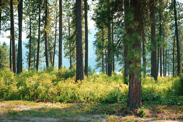 Trees in Chewelah Washington with Colville National Forest in distance