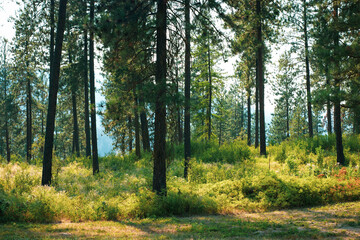 Trees in Chewelah Washington with Colville National Forest in distance