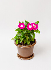 Bush Catharanthuswith red flowers in a flower pot on a white background. close-up.
