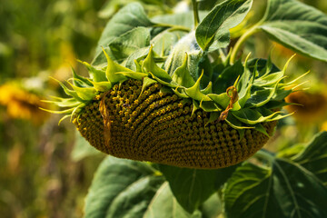 Ein reifer  Kopf einer Sonnenblume