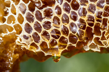 Honey dripping from honey comb on nature background, close up