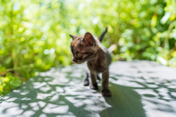 Newborn black gray kitten close up. Kitten at one month old of life on nature, outdoors