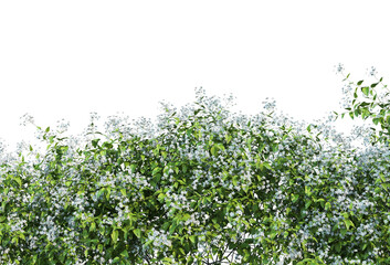 Ivy on a transparent background

