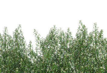 Ivy on a transparent background
