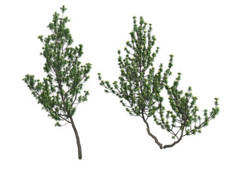 Pine trees on a transparent background
