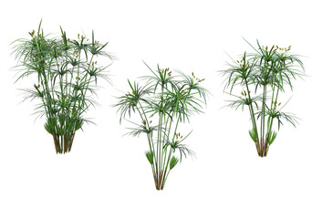 Tropical plants on a transparent background
