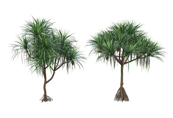 Fototapeta premium Tropical plants on a transparent background 