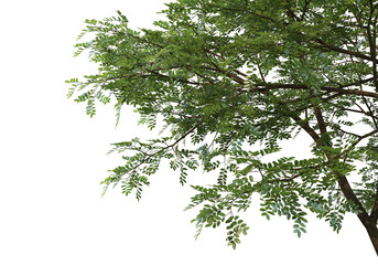 Foreground branch on a transparent background
