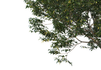 Foreground branch on a transparent background
