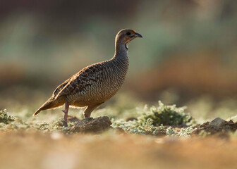 Closeup of grey francolin. Francolin. Birds. Natural background. Abstract background. Bird wallpaper.