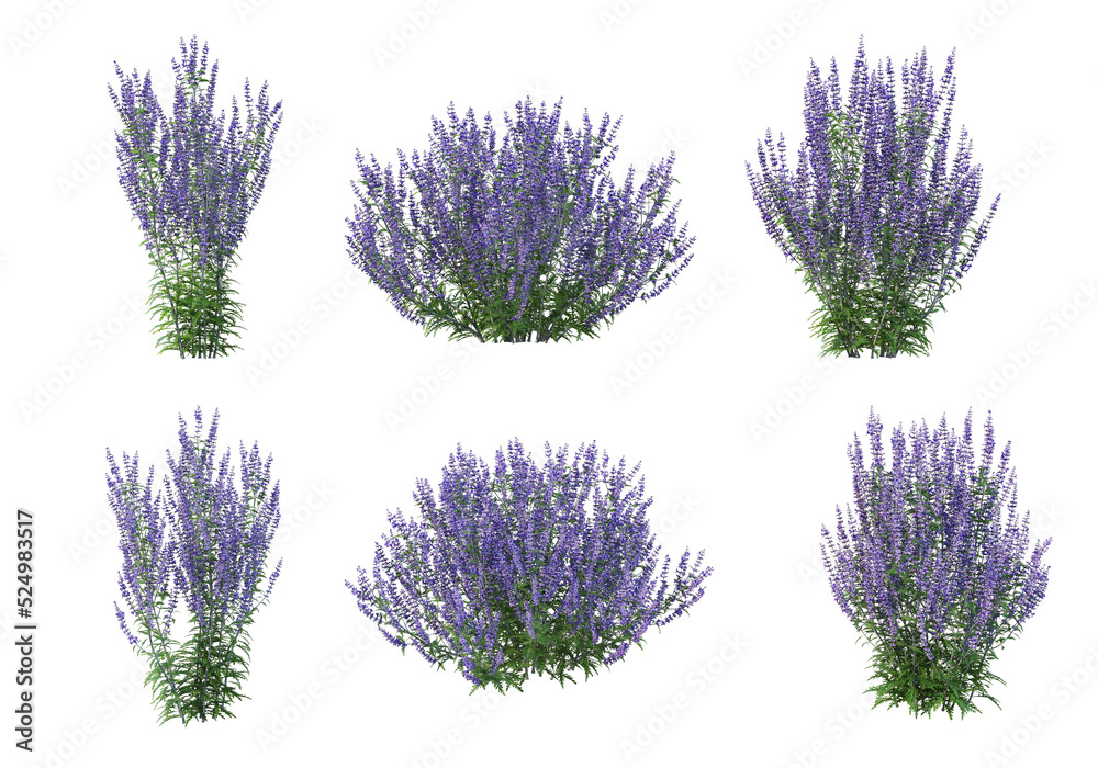 Wall mural shrubs and flower on a transparent background