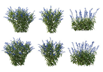 Shrubs and flower on a transparent background
