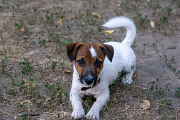 Funny little wet puppy jack russell terrier
