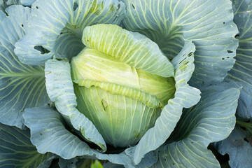 A large head of cabbage in the farmer's garden