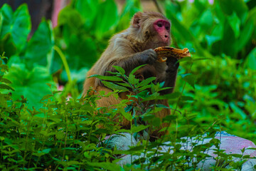 monkey eating chapati