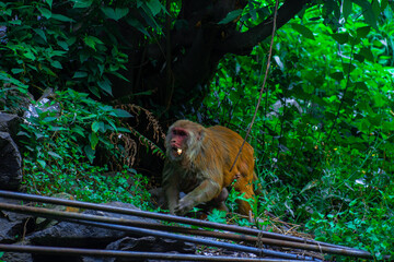 japanese macaque sitting on a tree