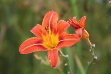 orange lily in the garden