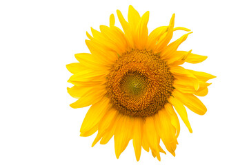 sunflowers on a white texture. yellow flowers on a light background. the concept of cooking sunflower oil.