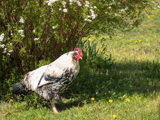 portrait of a rooster under a spirea bush