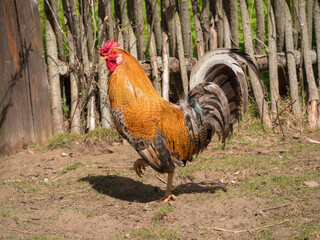portrait of a brown rooster