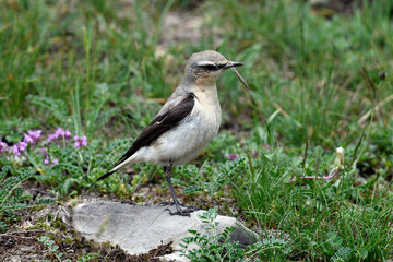 Northern wheatear// Steinschmätzer (Oenanthe oenanthe)