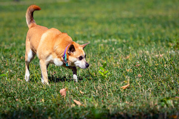 A dog of an unspecified breed plays on the grass close-up.