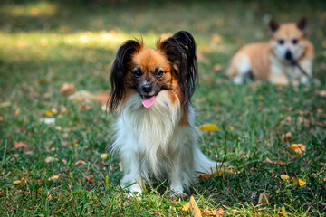 Papillon, also known as the continental toy spaniel, plays on the grass.