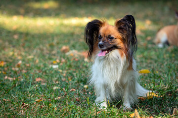 Papillon, also known as the continental toy spaniel, plays on the grass.