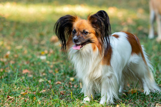 Papillon, also known as the continental toy spaniel, plays on the grass.