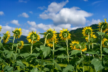 青空と深緑の山々と、黄金色になる前の田んぼと一列に後ろを向いた向日葵