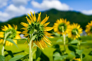 田舎の夏休み。青い空と深緑の山、まだ黄金色になる前の田んぼの稲と向日葵の後ろ姿
