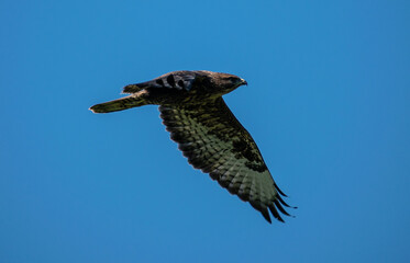 osprey in flight