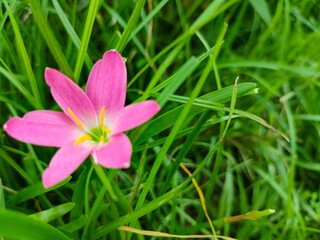 Fototapeta premium Blooming wild pink flowers in spring forest. Natural floral summer banner web ads.