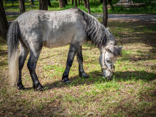 Horse eating the green grass in the park.