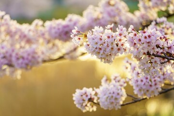 お花見
