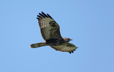 The eagle is flying