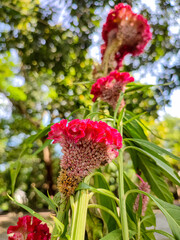 Purple red cockscomb flower isolated with green background of leaves and tree trunk in the city park.