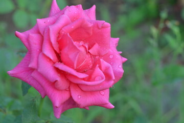 Rose in dew.