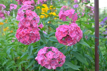 Pink phlox in the garden.