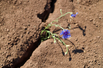 Lost crop theme. global food crisis. flower on dry, cracked ground. selective focus, shallow depth of field