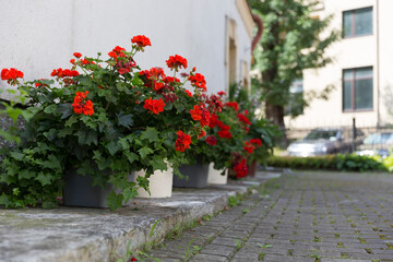Red pelargoniums bloom en masse on the wall of the house, an example of landscaping pergola and house wall. red Pelargonium in the garden. Red geranium pelargonium background.
