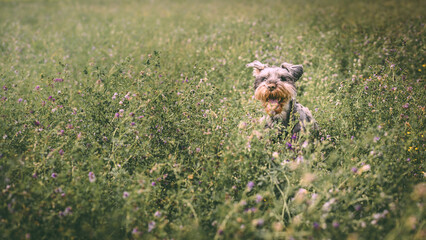 Chien en quête