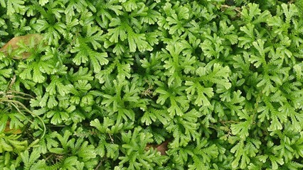 Close up photo of Selaginella spp. fern. 
