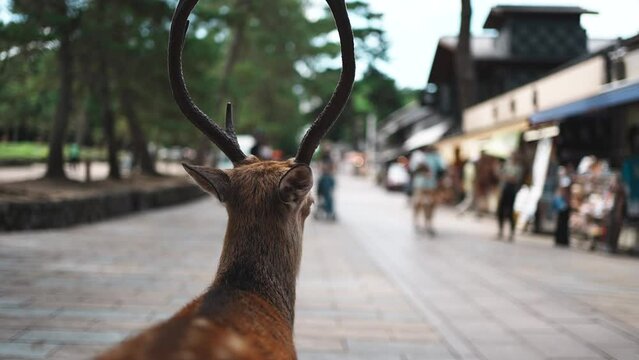 奈良公園のシカ