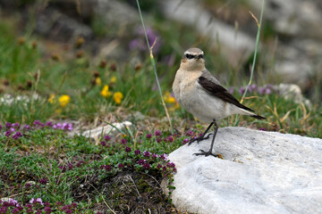 Fototapeta premium Northern wheatear // Steinschmätzer (Oenanthe oenanthe)