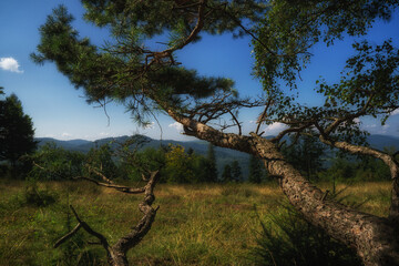 Mountain forest on a summer day