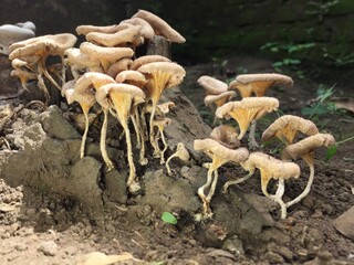 Close-up of a mushroom with a unique shape on the trunk of a long felled mango tree. Parasitic fungus growth on trees.