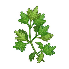 Parsley spice vector realistic colored botanical illustration