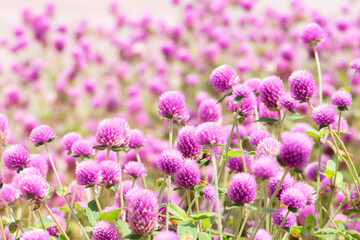 Beautiful amaranth flowers on the garden background.