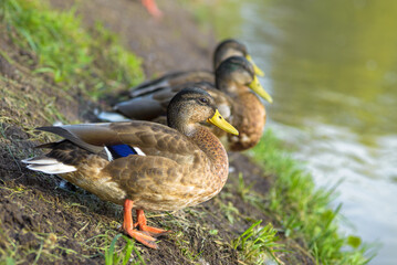 Wild female mallard ducks standing near a riverside.